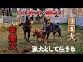 日本犬タッグ【お手柄】な追い込みで単独猟で２匹GET!#松ごり #狩猟 #猟犬 #四国犬 #甲斐犬 #deer #deerhunting