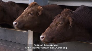 Feed efficiency of beef cattle - an overview