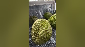 Máy rửa Sầu Riêng công nghiệp năng suất cao, chất lượng đạt chuẩn Siêu Thị và Xuất Khẩu 0904646238