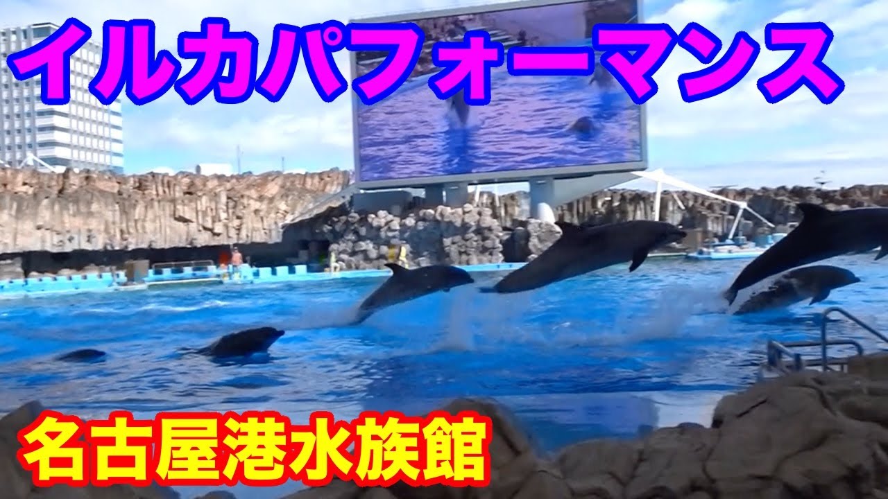 イルカパフォーマンス🌺名古屋港水族館★Port of Nagoya Public Aquarium★Dolphin Performance★