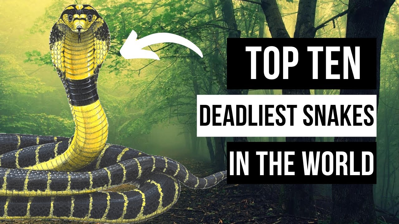 These Snakes Can Kill You In An Instant!!