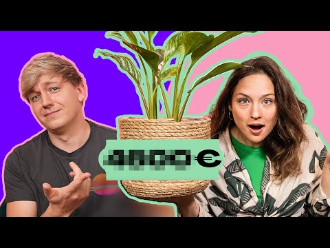 SO viel sind Monstera und Co. WIRKLICH wert!
