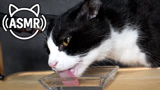💧【ASMR】猫のペロペロ水分補給|食後のグルーミング音