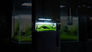 120x50x50 Iwagumi layout at @aquashowpl #aquarium #fishtank #natureaquarium #plantedtank @SkylightAquarium