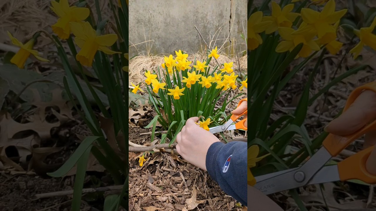 Mini Daffodils💛 