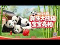 Broadcast: Joyful Scenes Of Gray Panda Babies And Their Friends | iPanda