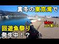 【千葉県某所】真冬の東京湾で回遊魚祭り発生！？厳寒期の時期に、関東地方にある房総半島の内房の地域にある釣り場で、餌釣りとルアー釣りで、夜釣りと朝まずめ狙いで海釣りをしてみたら…！【2026年2月上旬】