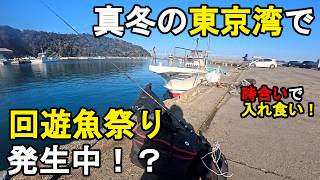 【千葉県某所】真冬の東京湾で回遊魚祭り発生!?厳寒期の時期に、関東地方にある房総半島の内房の地域にある釣り場で、餌釣りとルアー釣りで、夜釣りと朝まずめ狙いで海釣りをしてみたら…!【2026年2月上旬】
