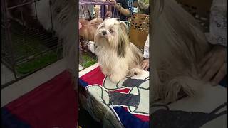 Mano ka Puppy dekh ker Reaction😱😱😱|| Centaurus Mall