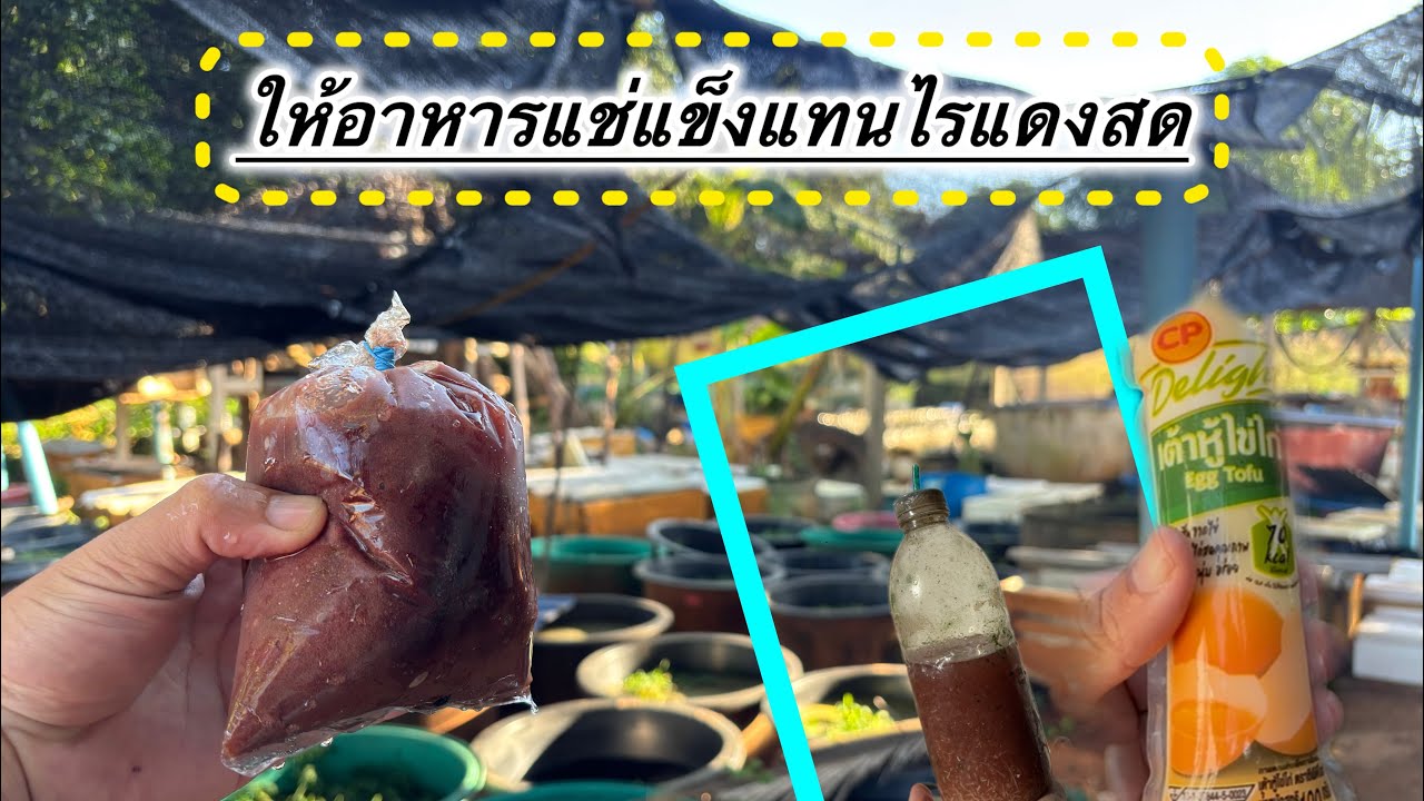 วิธีให้อาหารปลากัดด้วยไรแดงแช่แข็งผสมเต้าหู้ไข่ไก่