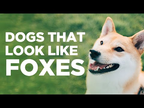 Video: 11 Anjing yang kelihatan seperti Fox