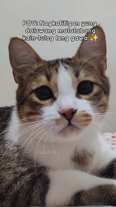 ISN'T JIRO A CUTIEPATOOTIE ?😺🤏✨