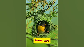 بدون هندسة Shorts بدون حساب يبني العصفور عشه بطريقة احترافية سبحان الخالق 