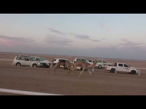 الشوط الثاني بكار حقايق 4كم صبحا سليمان بن محمد الحويطي 