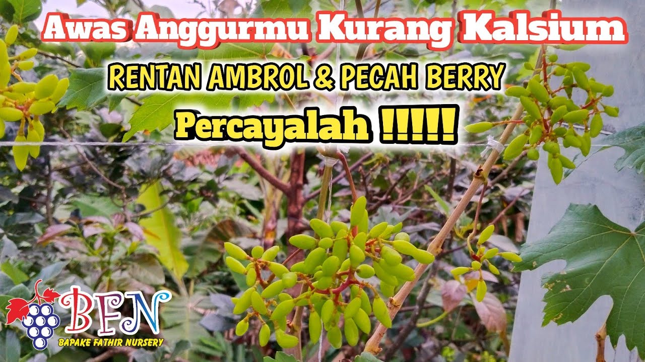 Anggur Rontok Mengatasi Buah Anggur Rontok & Pecah Dengan Kalsium !!! - YouTube