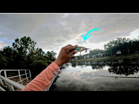 LARGEMOUTH BASS FISHING: Ft. Myers Fl (crazy catches) new fishing spots