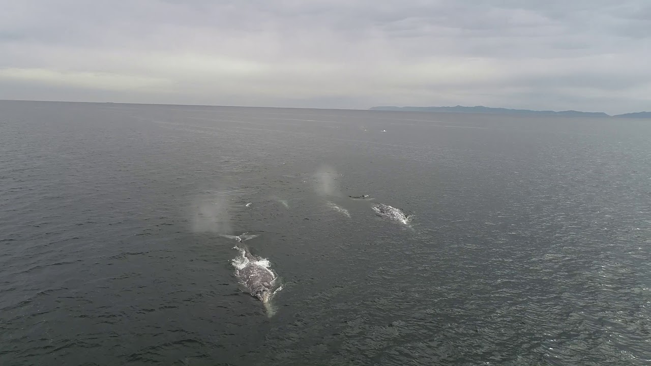 camera iphone 8 plus apk 6 gray whales terrenea