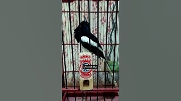 pengin.cepat gacor.rawat begini saja