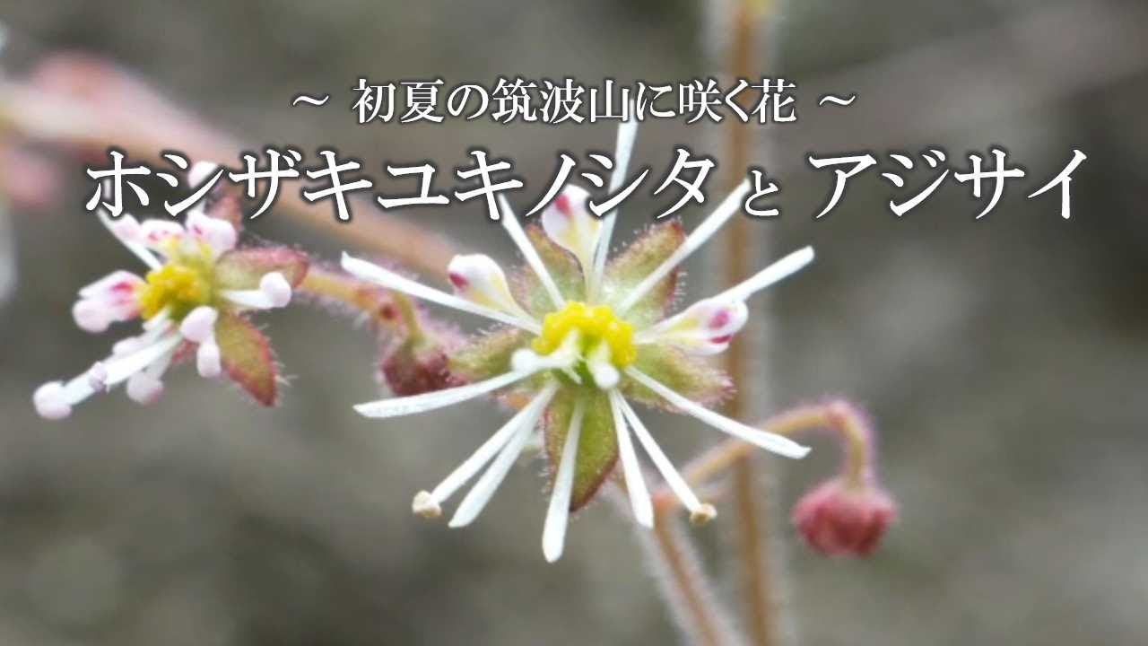 ホシザキユキノシタとアジサイ～初夏の筑波山に咲く花