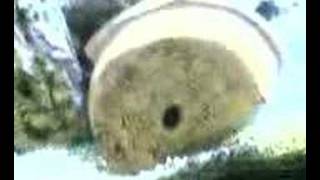 my front colony tank by vik datta 51 views 16 years ago 48 seconds