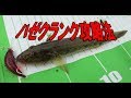 淀川でハゼクランク実釣攻略法