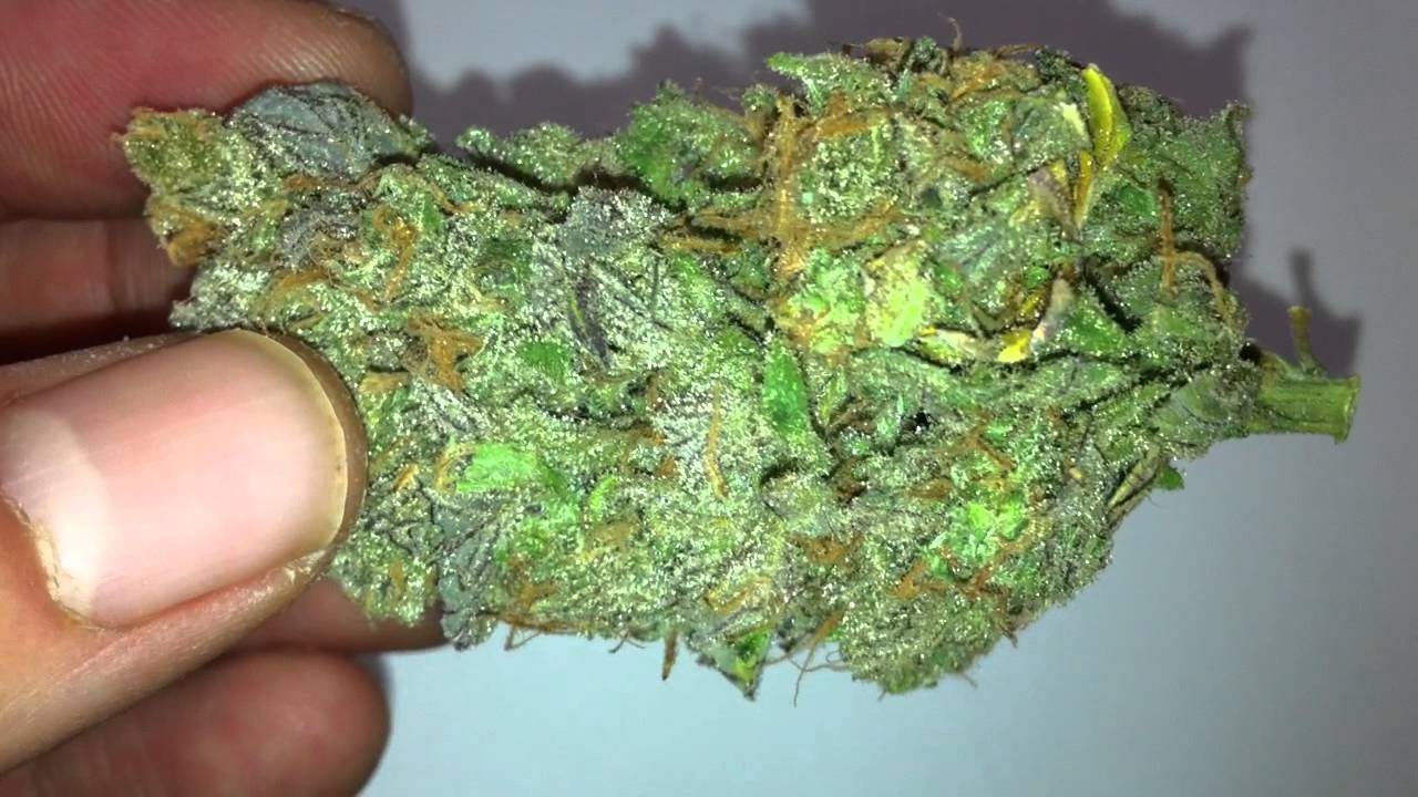 Knottyy's Blue Dream