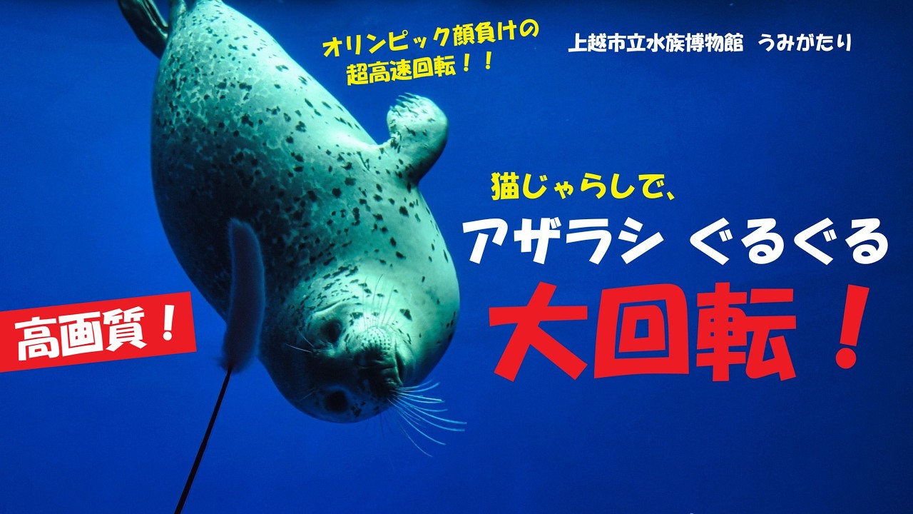 高画質】アザラシぐるぐる大回転！！・上越市立水族博物館うみがたり