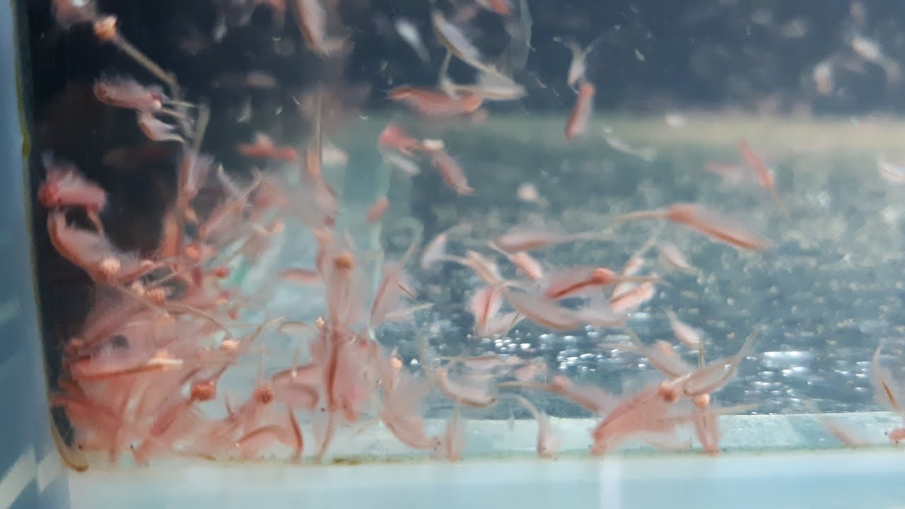 Nourriture pour les poissons d'aquarium - Artemia - YouTube