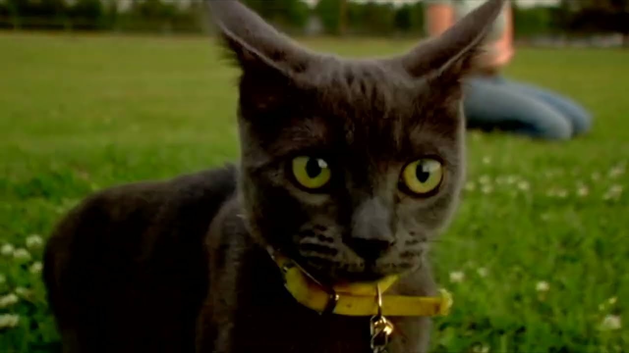 "Amelia the Cat" (Hold on I'm comin') - Drewfilms, S3 Bonus Extras