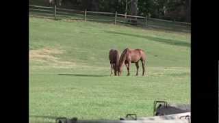 Chester County: The Brandywine Valley & Beyond