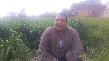 الشيخ مكرم مكي ابوغابه. تلاوه دقيقتين.  من سورة القمر وسط الزرع