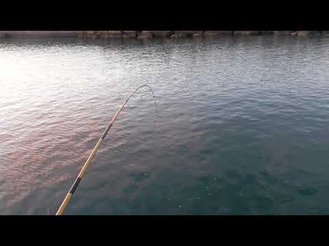 Video バリコ（アイゴ）仔魚がダブルでヒットしたサビキ釣り。1匹は擦れ掛かりで腹部に針が刺さっています。11月5日木曜日。和歌山堤防釣り。 - youtube