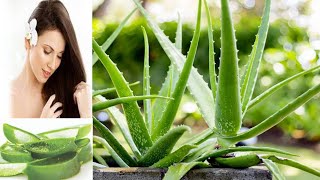 زراعة نبتة الالوفيرا في المنزل و فوائد استخدام نبتة الالوفيرا للشعر واستخدامها على بشرة الوجه