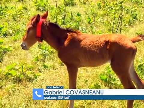 Un copil a dispărut în apele Jijiei, sinucidere sau accident? televiziune digitala moldova