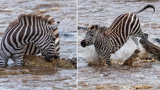 Animales salvajes - Los 5 mejores momentos los animales escapan del ataque de un cocodrilo