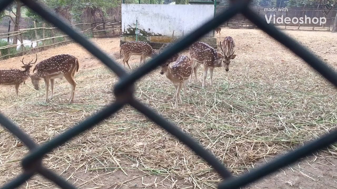 Bangladesh Savar Dairy Farm YouTube