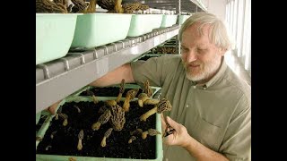 Growing Morel Mushrooms Growing Morel Mushrooms Is Easy Commentary Version