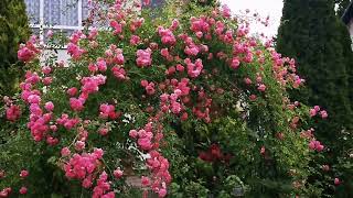 Розы для шикарных арок, однократноцветущие, но какие! Utigord Falls и Minnehaha