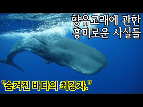 점순이네 동물기 48화 : 향유고래에 관한 흥미로운 사실들