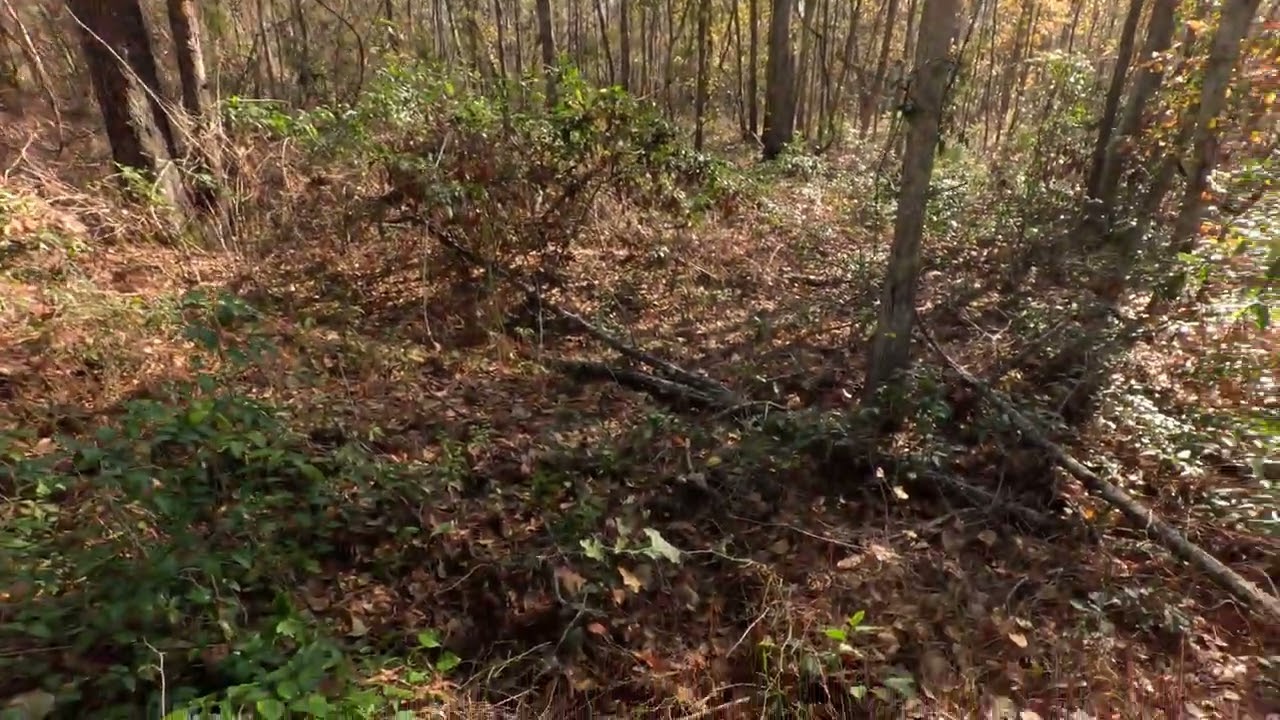 12/27/2025 2nd drive brandyburg dogs jump deer gets out 