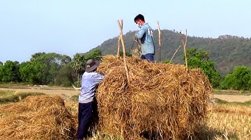Nông dân lấy rơm trên ruộng bậc thang Tà Pạ  vào mùa khô hạn, Núi Tô, Tri Tôn, An Giang 04/02/2020