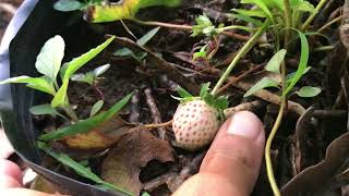 Strawberry In My Garden