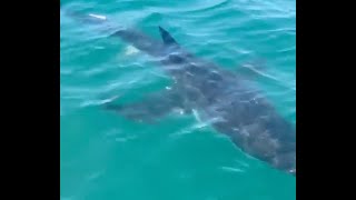 Great white shark surprises fisherman less than a mile off N.J. coast