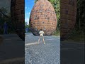 Bock egg 3d special effects 3d animation #shortsfeed #shortsyoutube