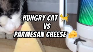 Ep 121| Can Cats Eat Cheese? 🧀 | Cat Eats Parmesan Cheese For the First Time. ⏳️