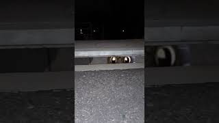 (Creepy Figure) Attacked In Sewer