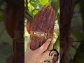 कोको फल #agrifuture #agriculture #youtubeshorts #trending