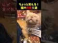 ちょっと笑える！猫の失敗５選 #cat #面白集 #ねこ #笑ったら負け