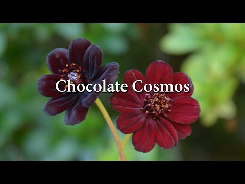 Video: Chocolate Cosmos Info - Tips for Planting Chocolate Cosmos In The Garden