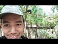 Nag Gala Para Bisitahin Ang Mga Kamag Anak At Kausapin Ang Uwak Philippines Nag Gala Para Bisitahin Ang Mga Kamag Anak At Kausapin Ang Uwak Philippines